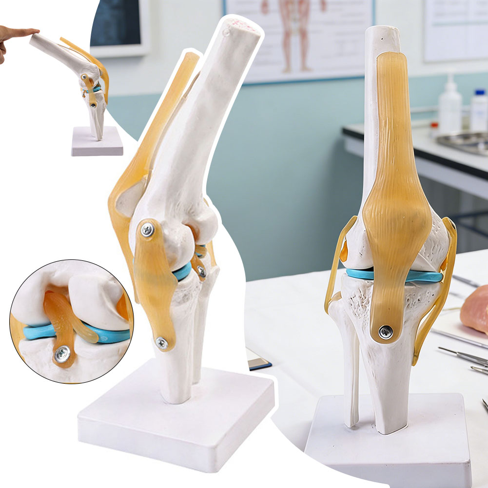 Anatomical Medical-Knee Joint  - Science Hobbyist review and price