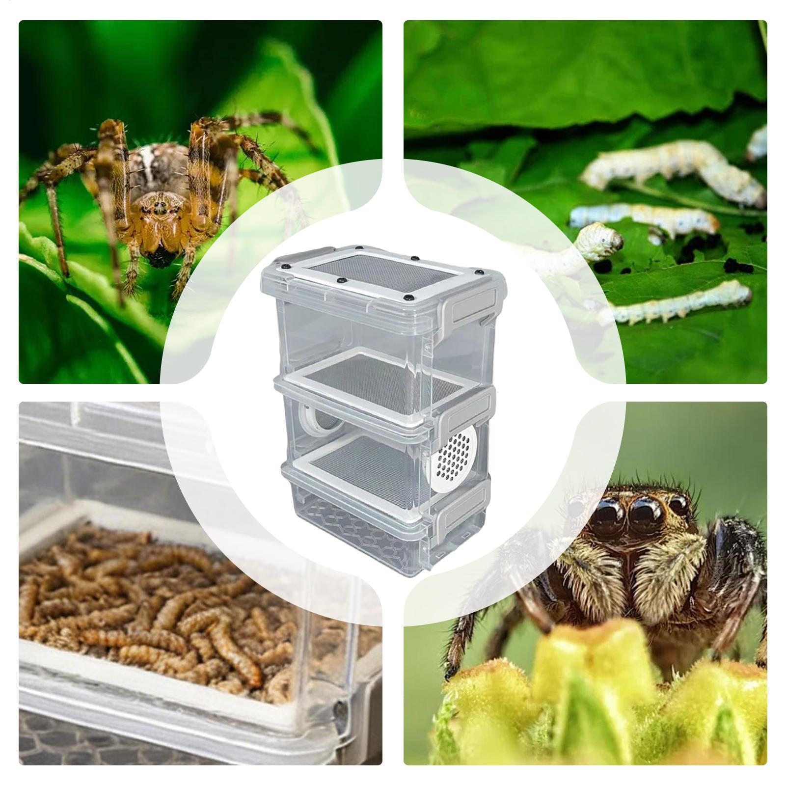 Mealworm Breeding Kit 3-Layer  - Science Hobbyist review and price